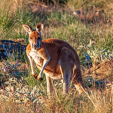 Artwork thumbnail, Red Roo by Ray's Photos & Art