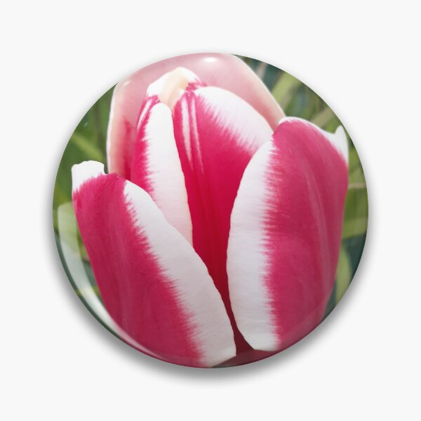Item preview, Red Tulip Flower With White Edges designed and sold by Sarah  Rajkotwala.