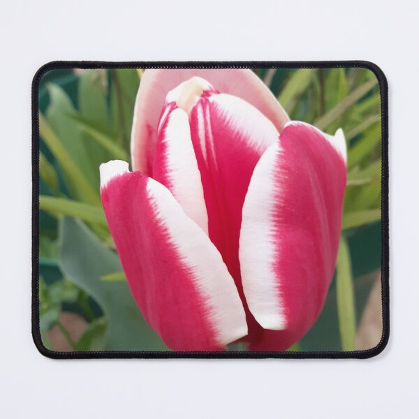 Item preview, Red Tulip Flower With White Edges designed and sold by Sarah Rajkotwala.