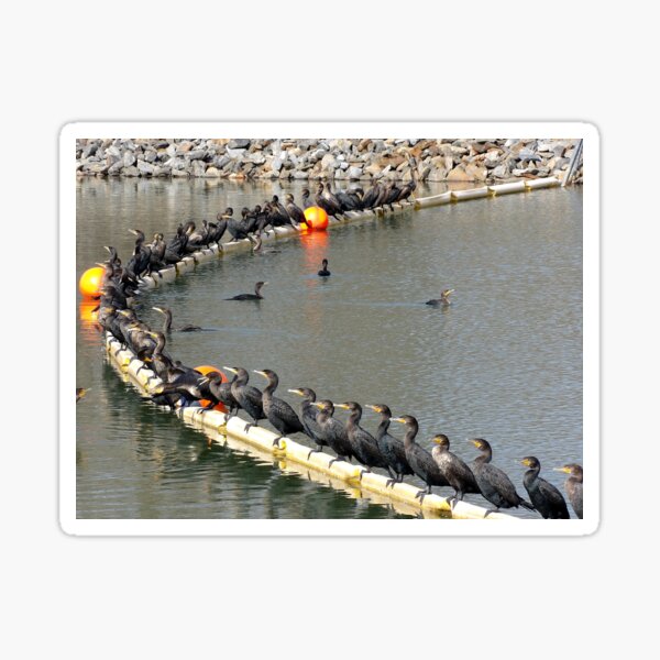 Item preview, Cormorant Conclave designed and sold by gistinker.