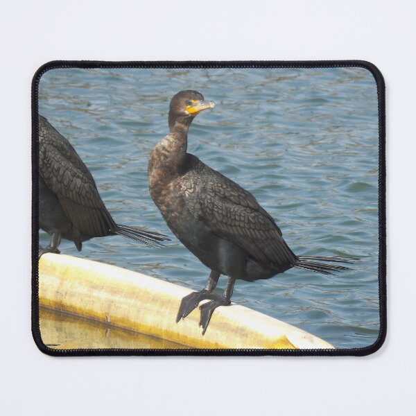 Item preview, Cormorant on a Float designed and sold by gistinker.