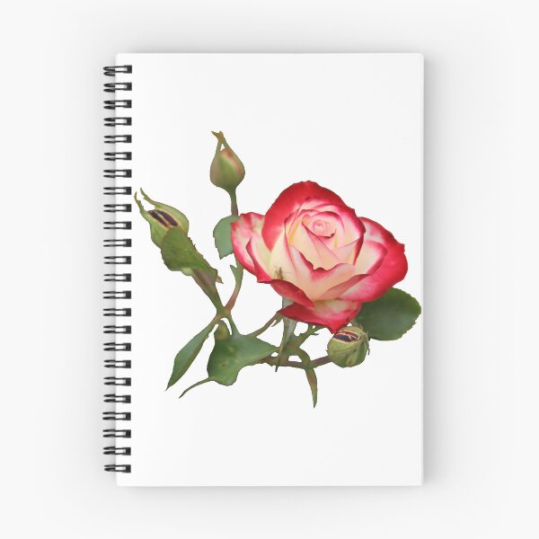 Item preview, Red and Creme Rose with Buds designed and sold by STHogan2.