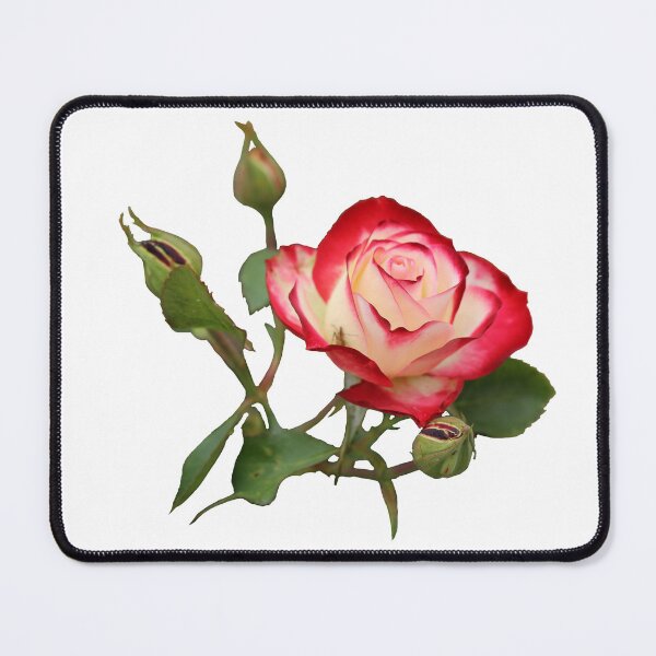Item preview, Red and Creme Rose with Buds designed and sold by STHogan2.