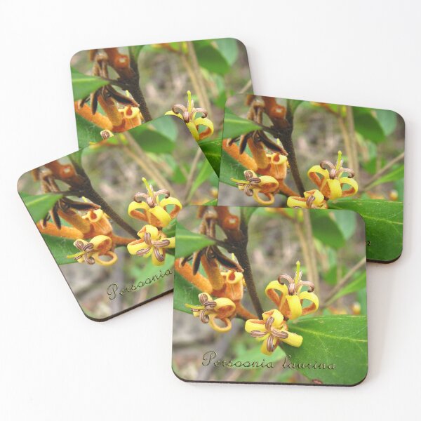 Item preview, Persoonia laurina - labelled (Laurel Geebung) designed and sold by Arcane Botanica.