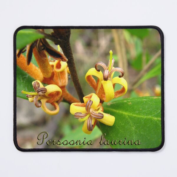 Item preview, Persoonia laurina - labelled (Laurel Geebung) designed and sold by Arcane Botanica.