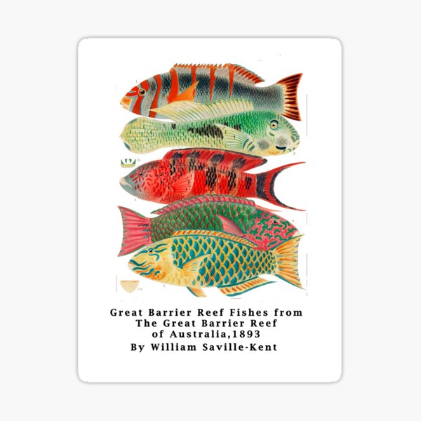 Artikel-Vorschau von Great Barrier Reef Fishes von William Saville Kent, designt und verkauft von Tamas Das.