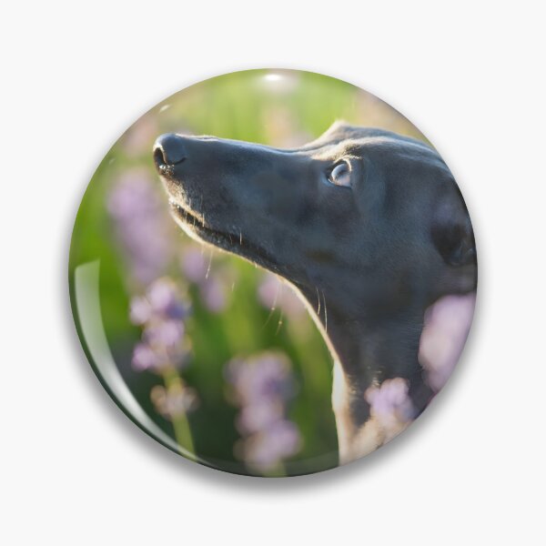 Artikelvorschau, Whippet-Foto entworfen und verkauft von Iluvmygreyhound.