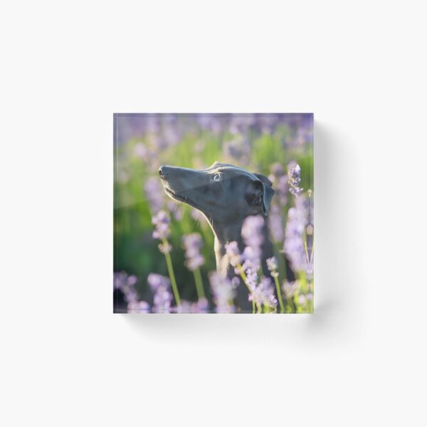 Aperçu de l'œuvre Photo de whippet créée et vendue par Iluvmygreyhound.