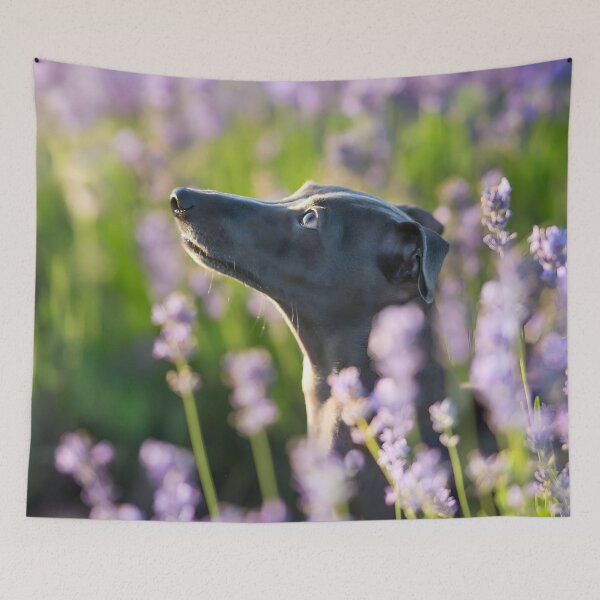 Artikelvorschau, Whippet-Foto entworfen und verkauft von Iluvmygreyhound.