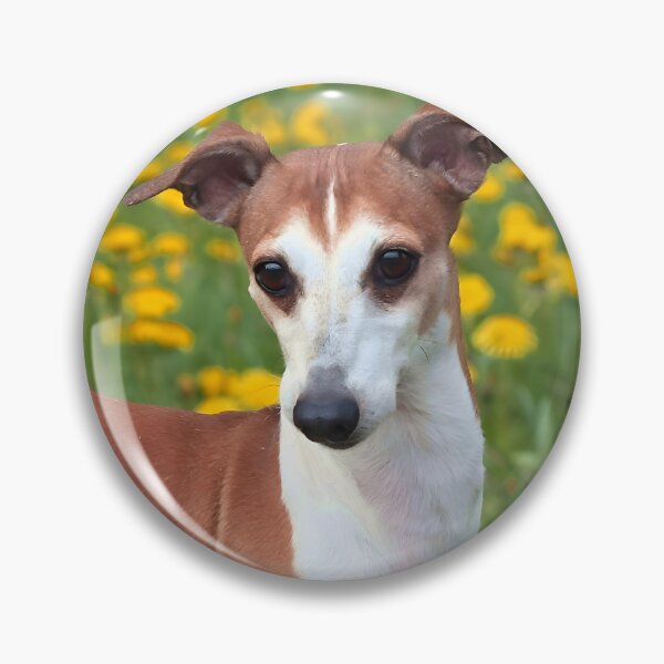 Artikelvorschau, Whippet-Foto entworfen und verkauft von Iluvmygreyhound.