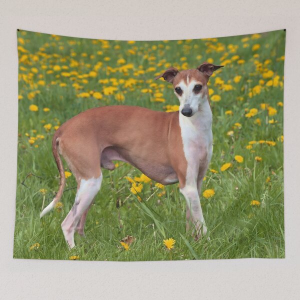 Artikelvorschau, Whippet-Foto entworfen und verkauft von Iluvmygreyhound.