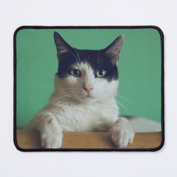 Item preview, Curiosity kills the Cat designed and sold by L'etoile De La Mode.