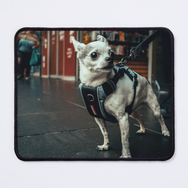 Item preview, Chihuahua With Attitude designed and sold by Fotosbysal.