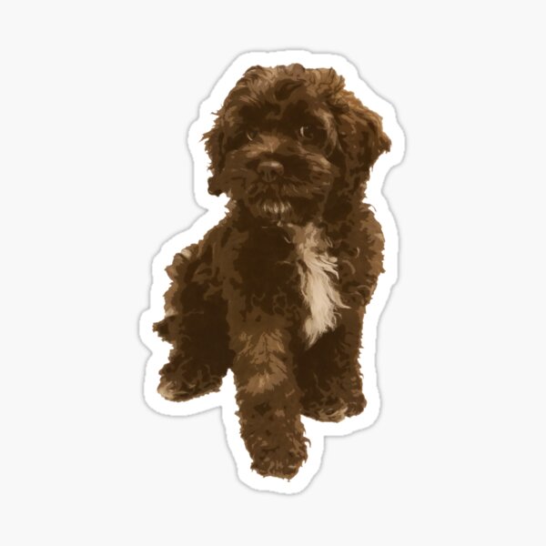 Sticker Cockapoo Redbubble