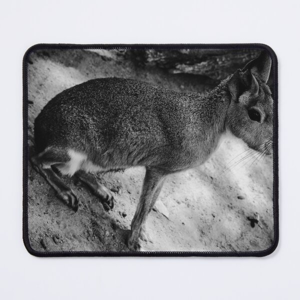 Item preview, Patagonian Cavy Jerez Zoo Black and White designed and sold by eddiebarronshop.