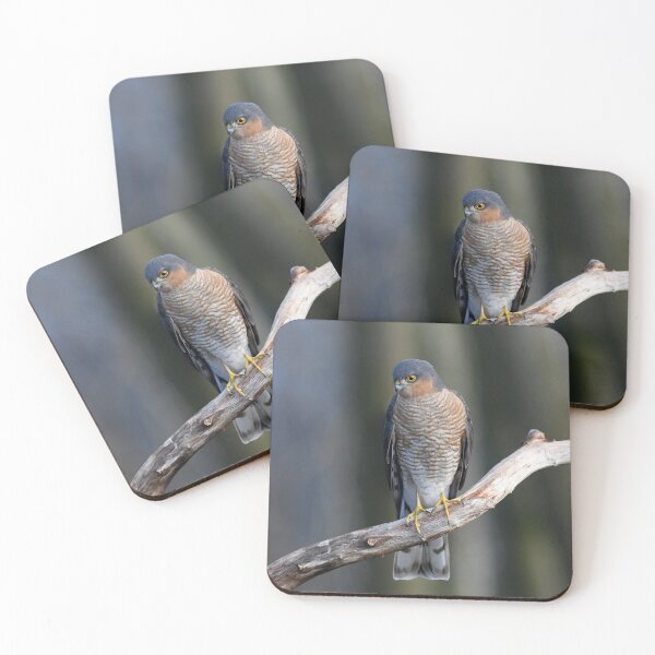 Item preview, Sparrowhawk designed and sold by Paul Crabtree.