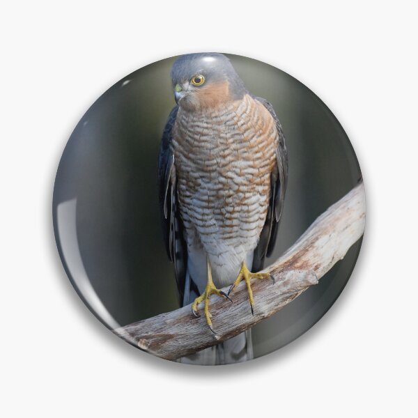 Item preview, Sparrowhawk designed and sold by Paul Crabtree.