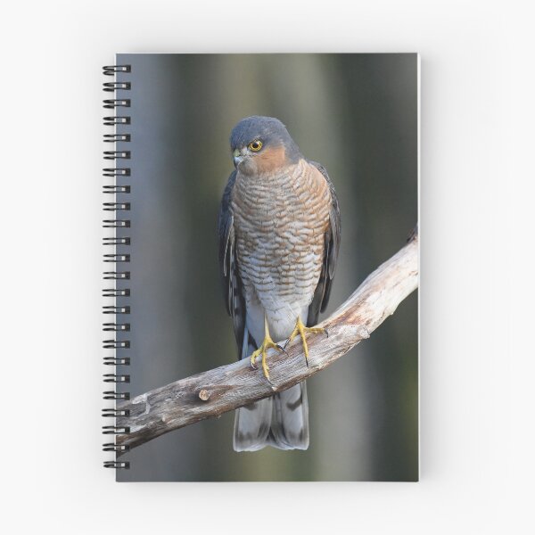 Item preview, Sparrowhawk designed and sold by Paul Crabtree.