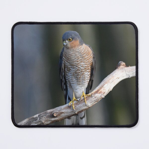 Item preview, Sparrowhawk designed and sold by Paul Crabtree.