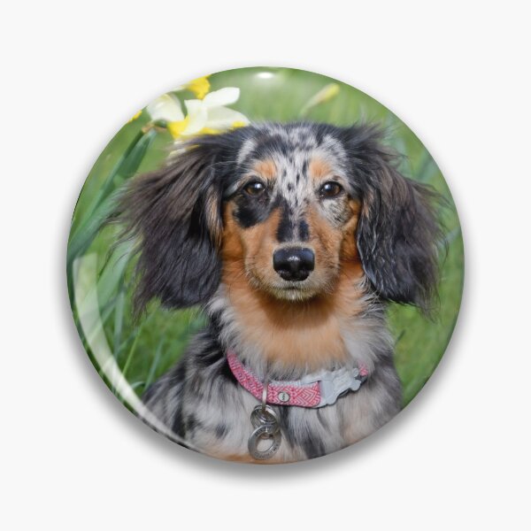 Item preview, Long Haired Miniature Dacshund  designed and sold by Paul Crabtree.