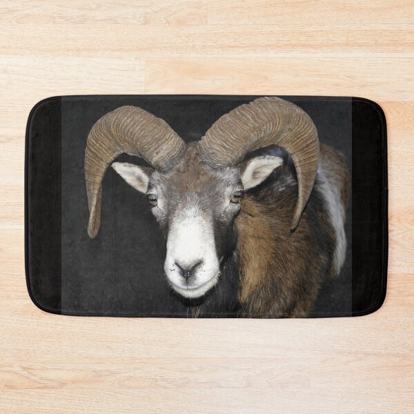 Item preview, Frontal view of the head of a male mouflon designed and sold by EpicVistas.