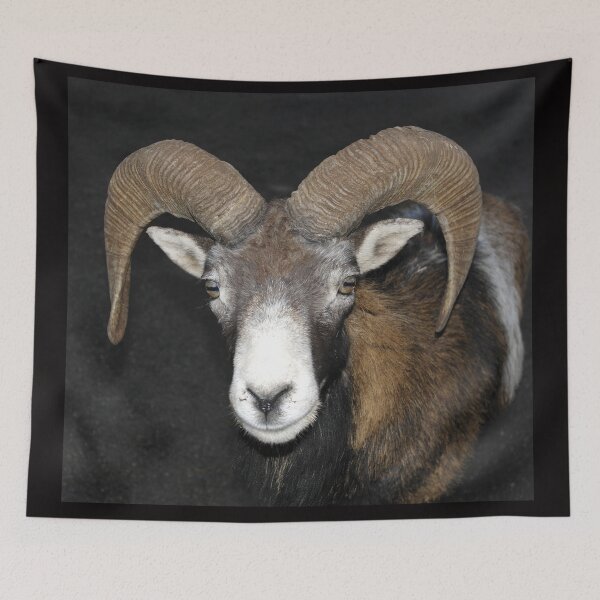 Item preview, Frontal view of the head of a male mouflon designed and sold by EpicVistas.