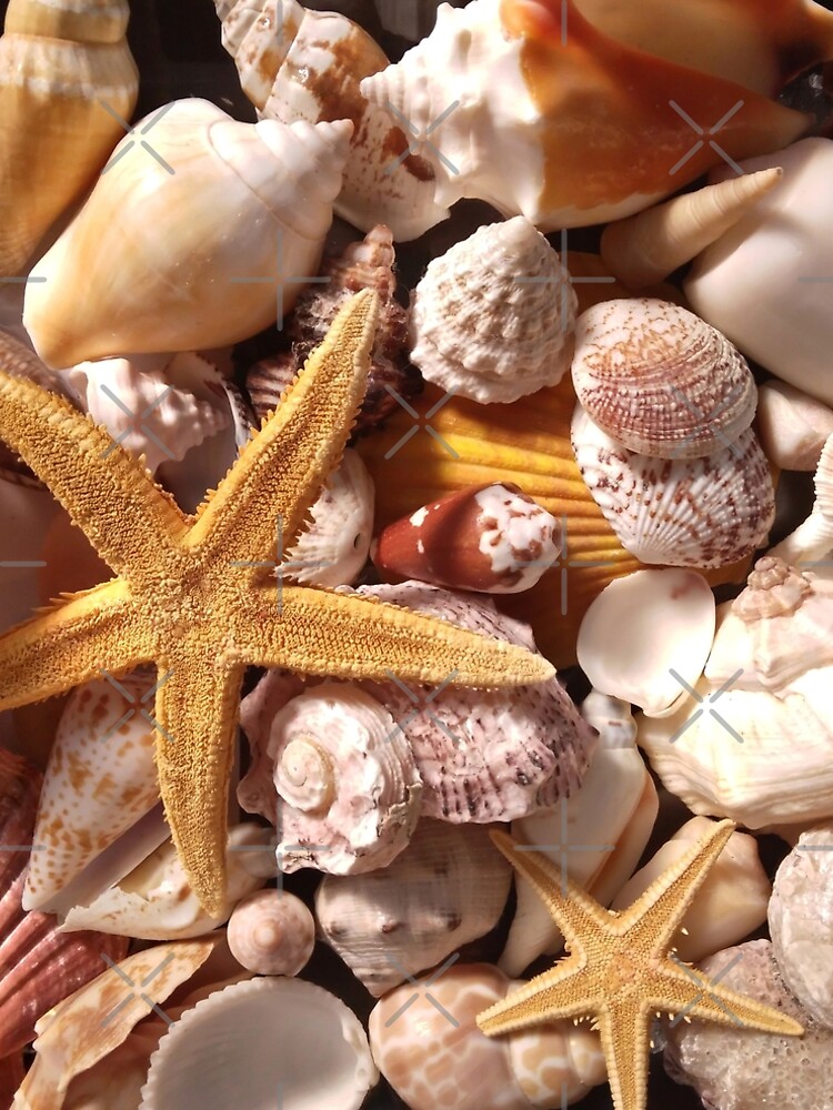 Starfish and Sea Shells Collection" A-Line Dress for Sale by Shiraufa | Redbubble Starfish and Sea Shells Collection" A-Line Dress for Sale by Shiraufa | Redbubble