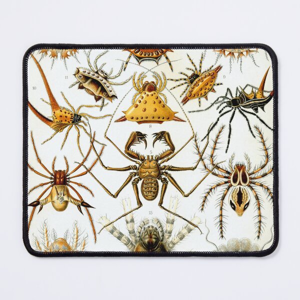 Item preview, Ernst Haeckel Kunstformen Der Natur Arachnids Arachinida designed and sold by cutesy.