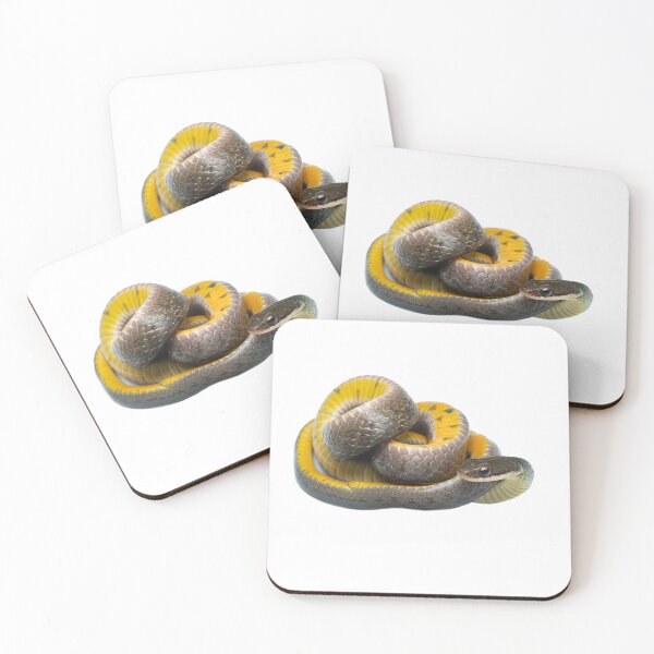 Item preview, Royal ground snake (Erythrolamprus reginae) - Yasuni National Park, Ecuador designed and sold by vincentpremel.