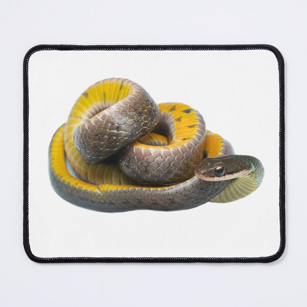 Item preview, Royal ground snake (Erythrolamprus reginae) - Yasuni National Park, Ecuador designed and sold by vincentpremel.