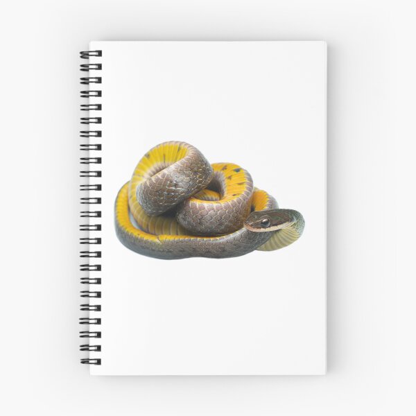 Item preview, Royal ground snake (Erythrolamprus reginae) - Yasuni National Park, Ecuador designed and sold by vincentpremel.