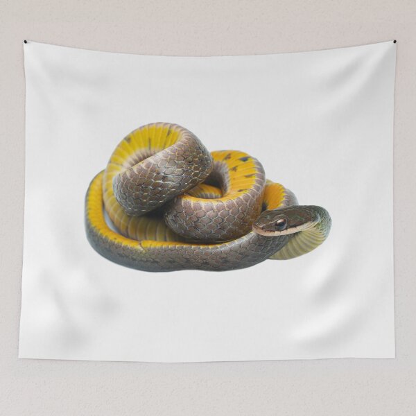 Item preview, Royal ground snake (Erythrolamprus reginae) - Yasuni National Park, Ecuador designed and sold by vincentpremel.