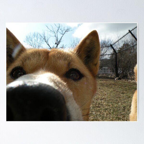 Item preview, New Guinea Singing Dog Close-up designed and sold by z00girl.