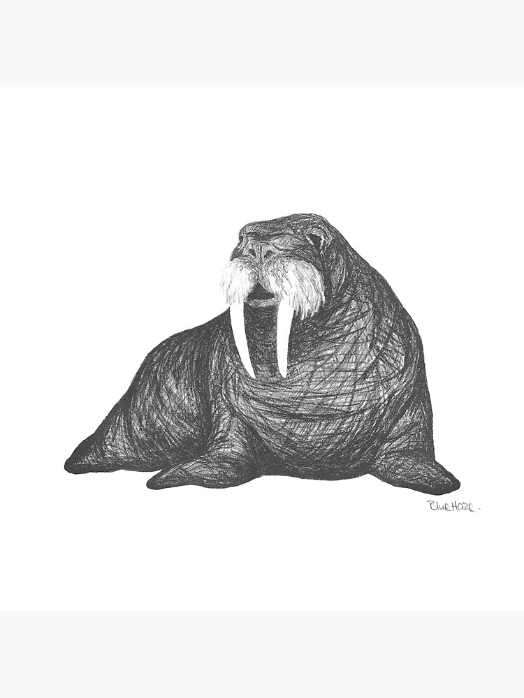 Схема моржа. Морж стилизация. Морж скетч. Морж в графике.
