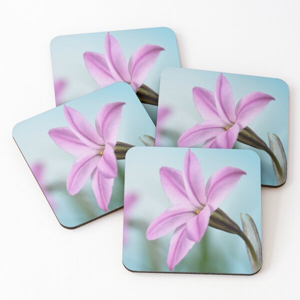 Item preview, Ipheion  'Tessa'  Spring starflower designed and sold by Chris Burrows.
