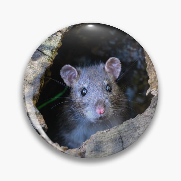 Item preview, Rodent looks out designed and sold by George Kelsey.