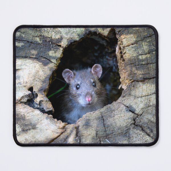 Item preview, Rodent looks out designed and sold by George Kelsey.