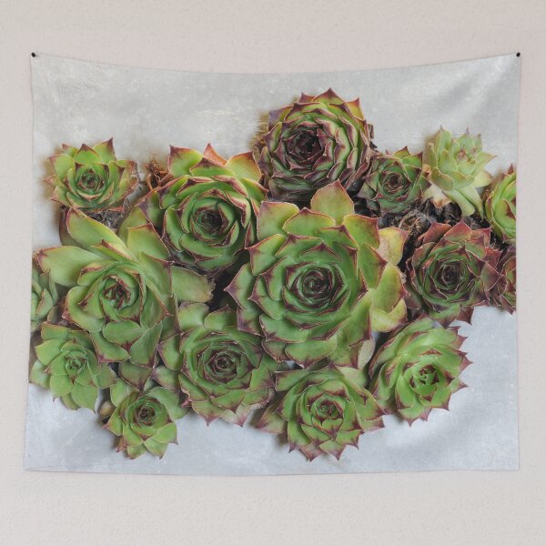 Item preview, Succulent plants designed and sold by Anna Khomulo.