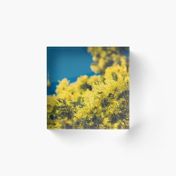 Item preview, Yellow blooming of mimosa tree in spring designed and sold by dvoevnore.