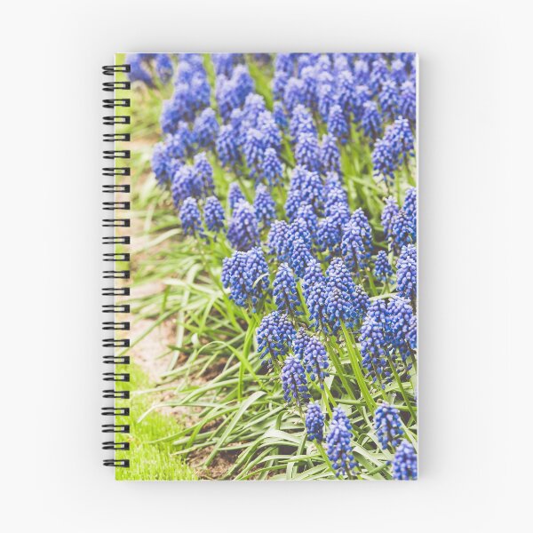 Item preview, Blue Muscari hyacinth field in the Netherlands designed and sold by dvoevnore.