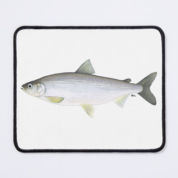 Item preview, Cisco (Coregonus artedi) designed and sold by LeakyCanoeArt.