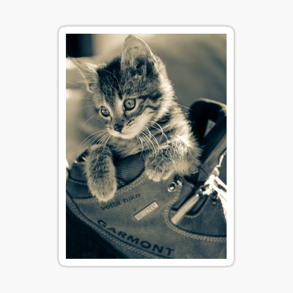 A Kitten in a Hiking Boot  Sticker