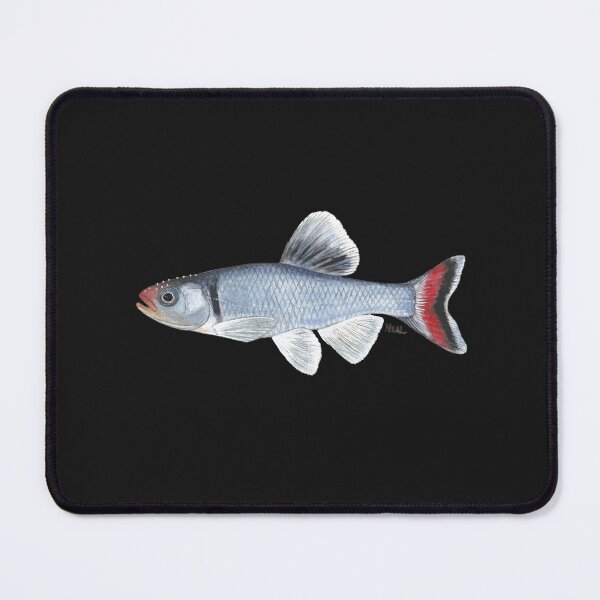 Item preview, Fieryblack Shiner (Cyprinella pyrrhomelas) designed and sold by LeakyCanoeArt.