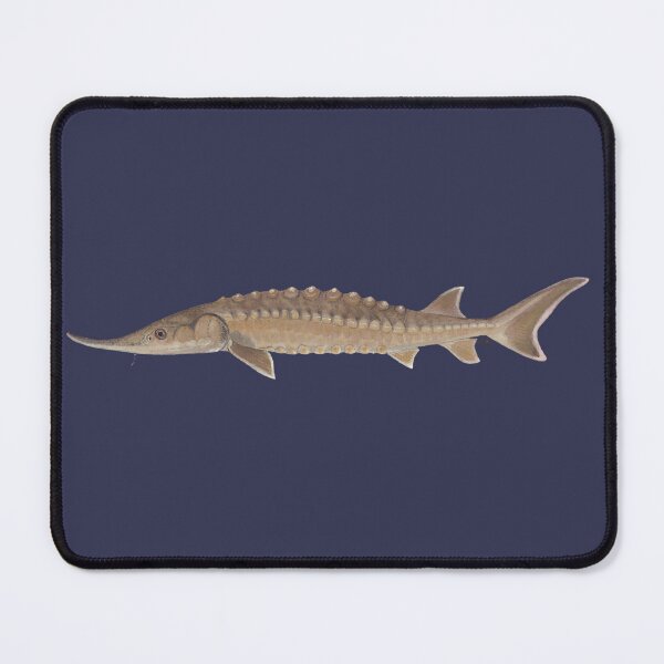 Item preview, Gulf Sturgeon (Acipenser oxyrhinchus) designed and sold by LeakyCanoeArt.