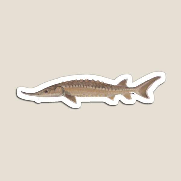 Item preview, Gulf Sturgeon (Acipenser oxyrhinchus) designed and sold by LeakyCanoeArt.