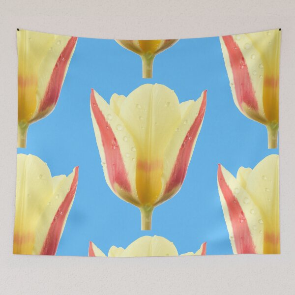 Item preview, Tulipa 'Gluck'  Kaufmanniana  Tulip designed and sold by Chris Burrows.