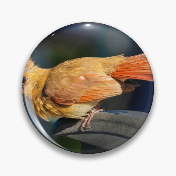 Item preview, Mrs. Cardinal Bird visiting today   designed and sold by utakloss.