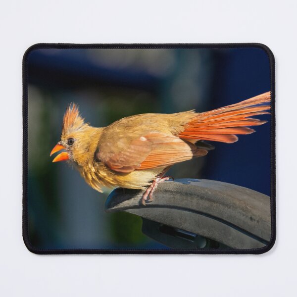 Item preview, Mrs. Cardinal Bird visiting today   designed and sold by utakloss.