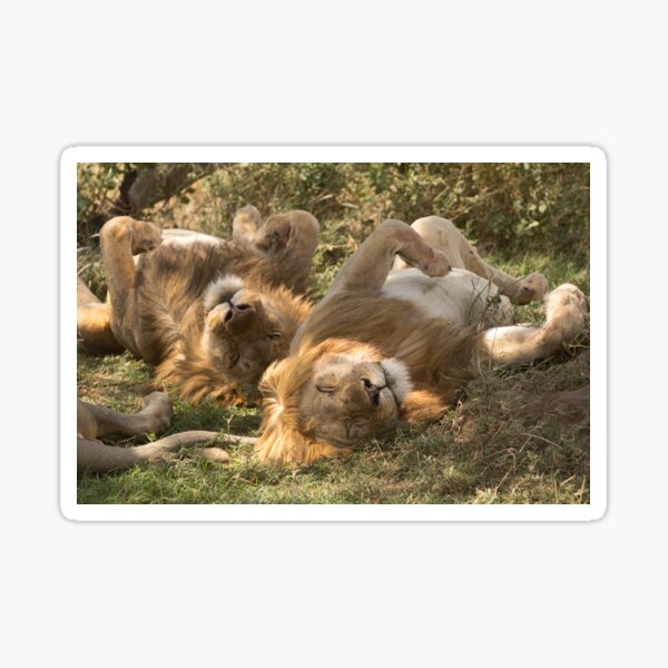 Sleepy Lions in the Ngorongoro Crater Sticker