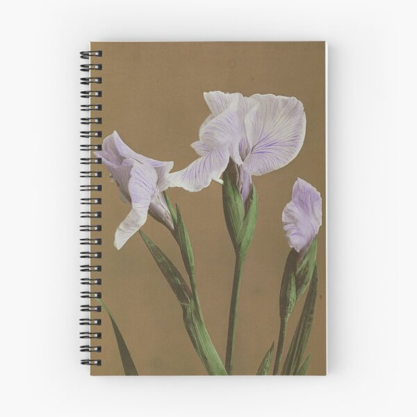 Item preview, Iris Vintage Japanese Botanical collotype by Ogawa Kazumasa designed and sold by cutesy.